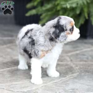 Chloe, Cavapoo Puppy